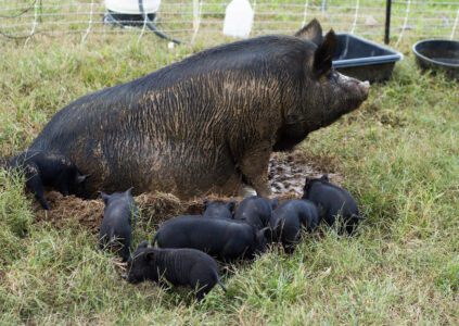 black mother pig in mud hole with baby pigs beside her in grass